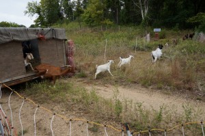 Pine Bend hosts 120 goats